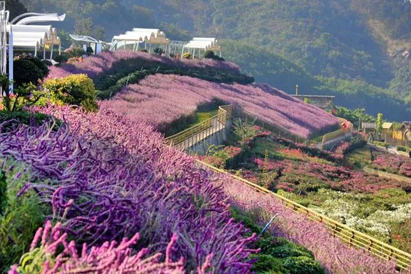 新津花舞人間<a href='http://m.wereld-sieraden.com/' target=_blank>旅游攻略</a> 附門票價格及交通指南